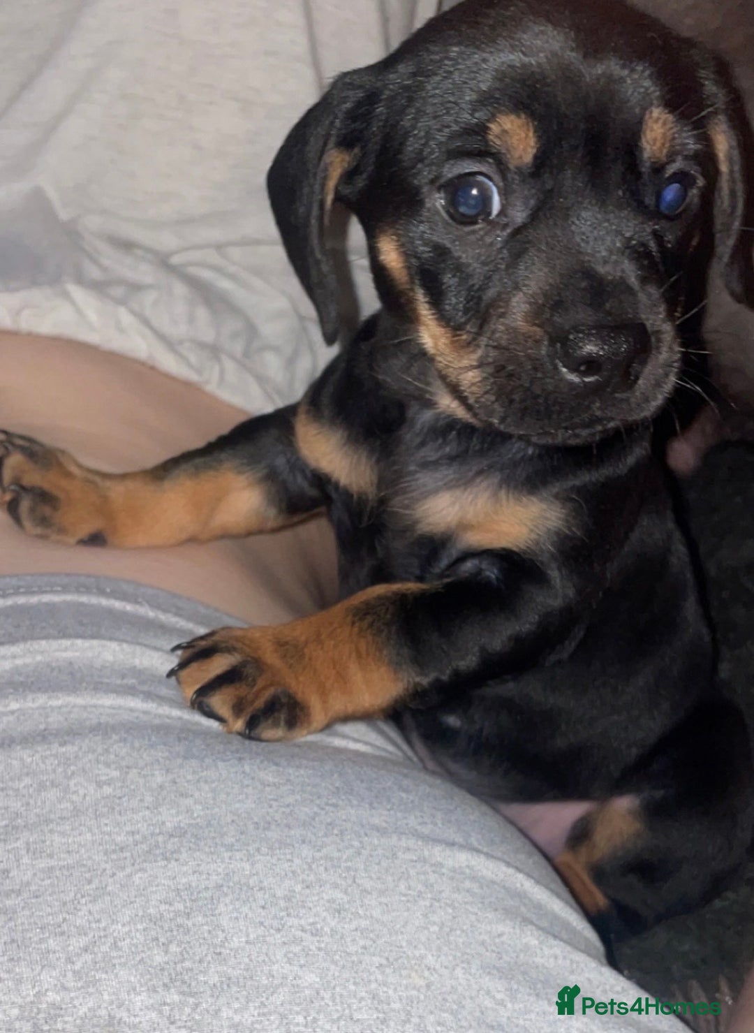 Mixed Breed dogs for sale: Frenchie/ dashund  - Advert 13