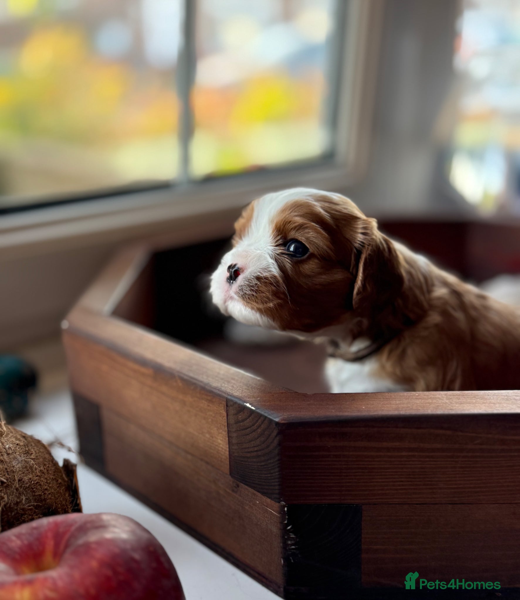 Cavalier King Charles Spaniel dogs Purebred Pedigree KC Cavalier Puppies - Advert 2
