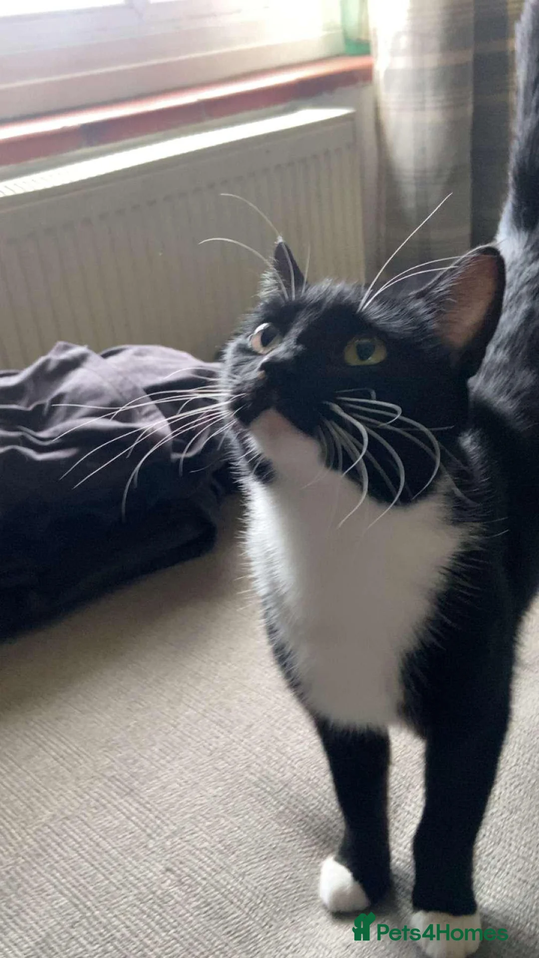 Mixed Breed cats for sale: 4 Male mixed kittens £60 Each  - Advert 10