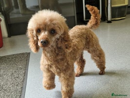 Poochon dogs - Advert 9