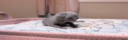 Devon Rex cats for sale: Beautiful blue boy!!!!! - Advert 10