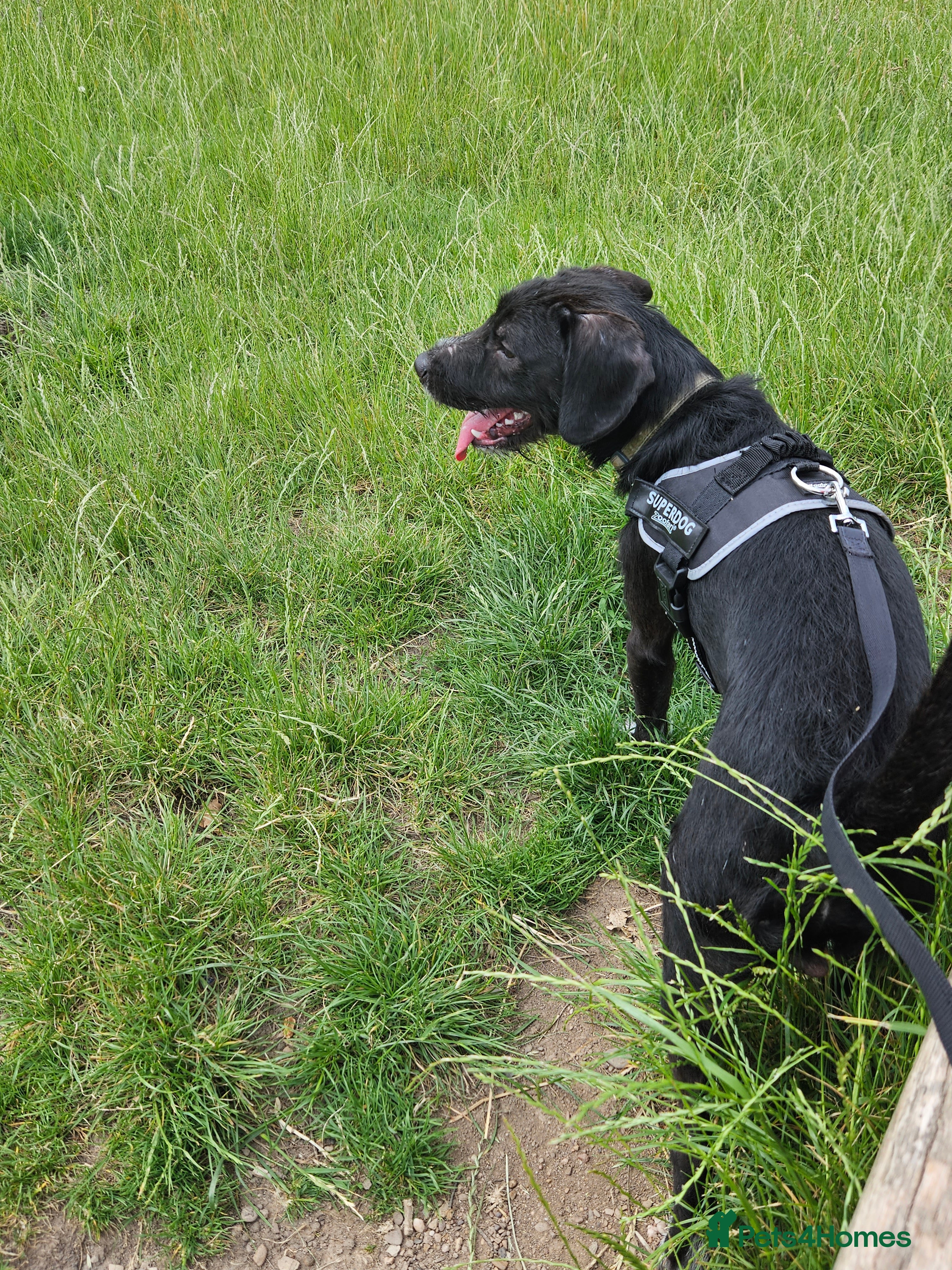 Mixed Breed dogs Freddie - Advert 3