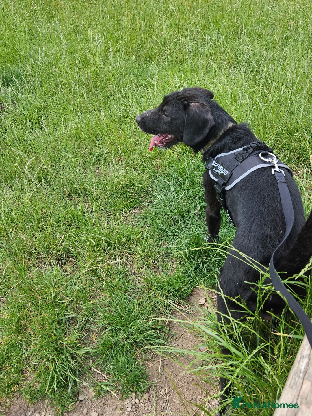 Mixed Breed dogs for sale: Freddie in Worcester - Advert 1