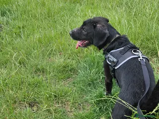 Mixed Breed dogs Freddie - Advert 3