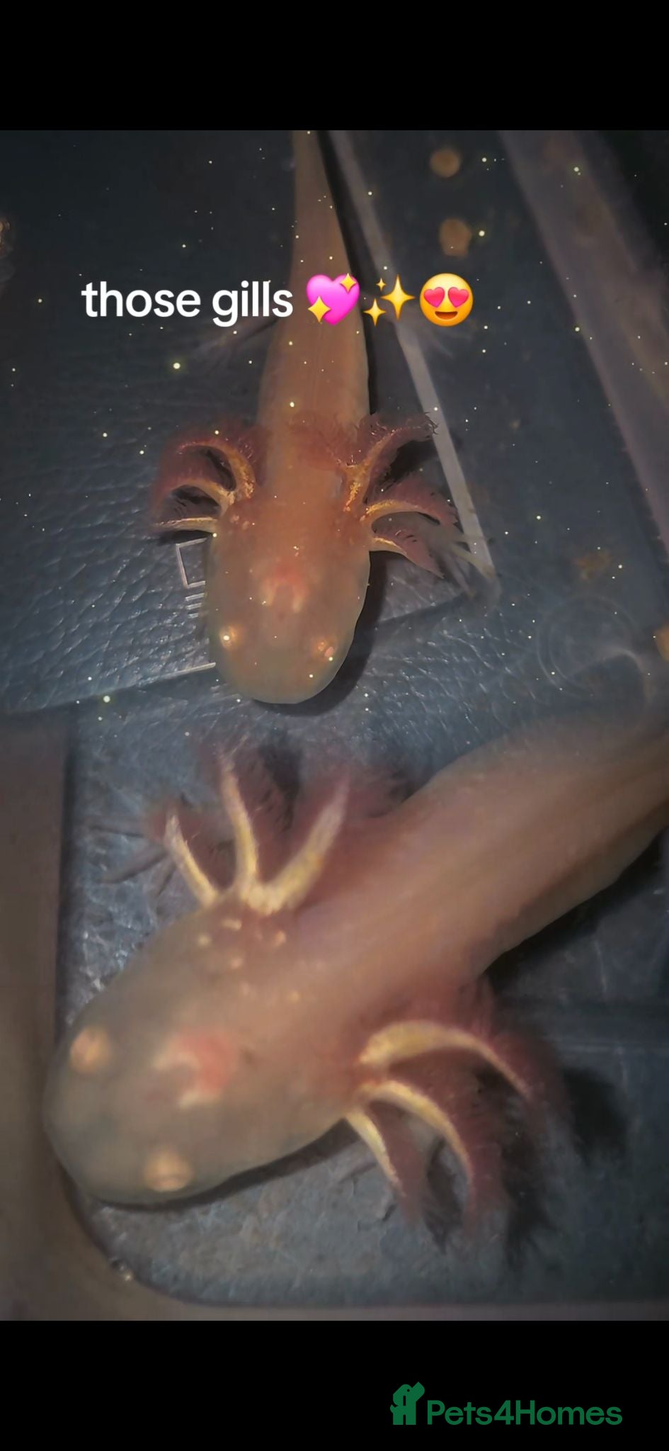 Other/Mixed Breed fish for sale: Baby Axolotls  - Advert 1