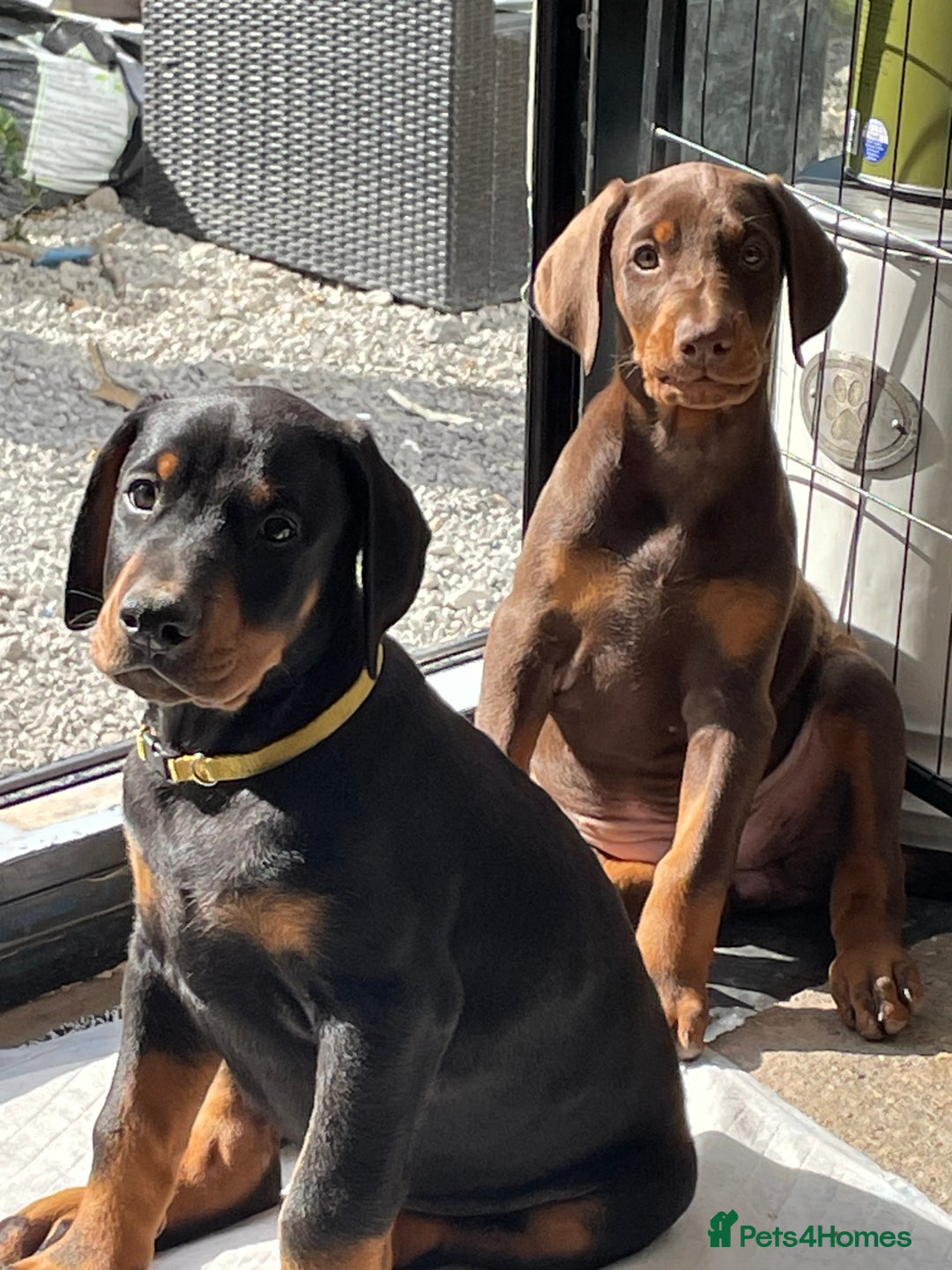 Dobermann dogs for sale: KC REG Fully health tested parents - Image 13