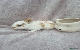 Rex rabbits for sale: Mini rex babies available  - Image 6