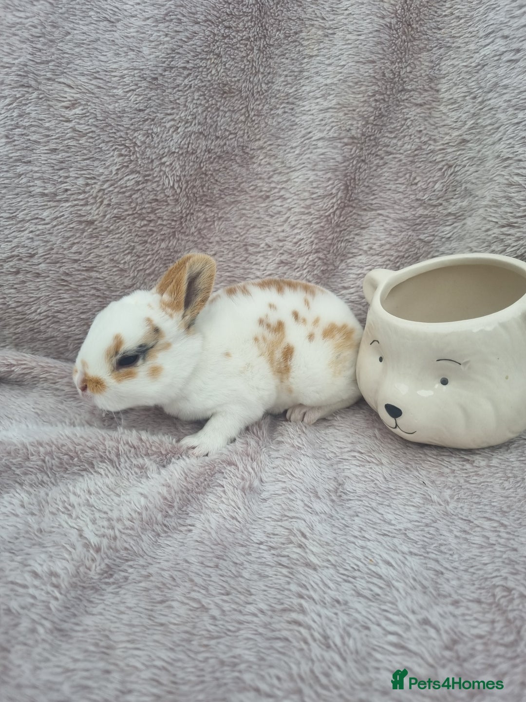 Rex rabbits for sale: Mini rex babies available  - Image 6