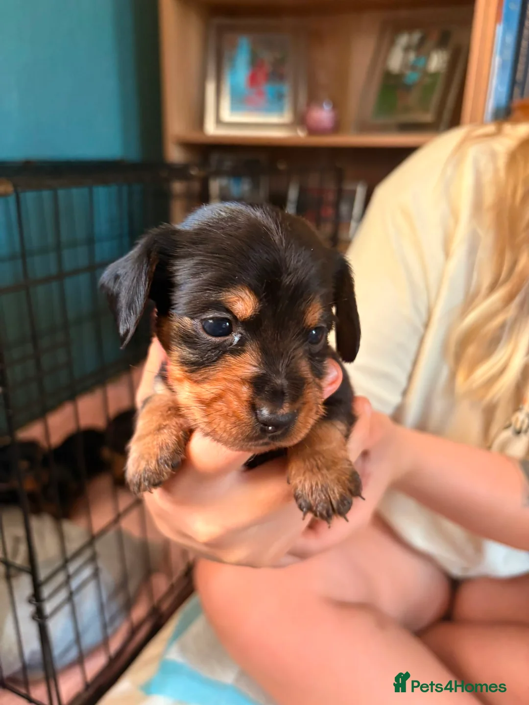 Mixed Breed dogs for sale: Dorkie puppies (dachshund X Yorkshire terrier) - Advert 13