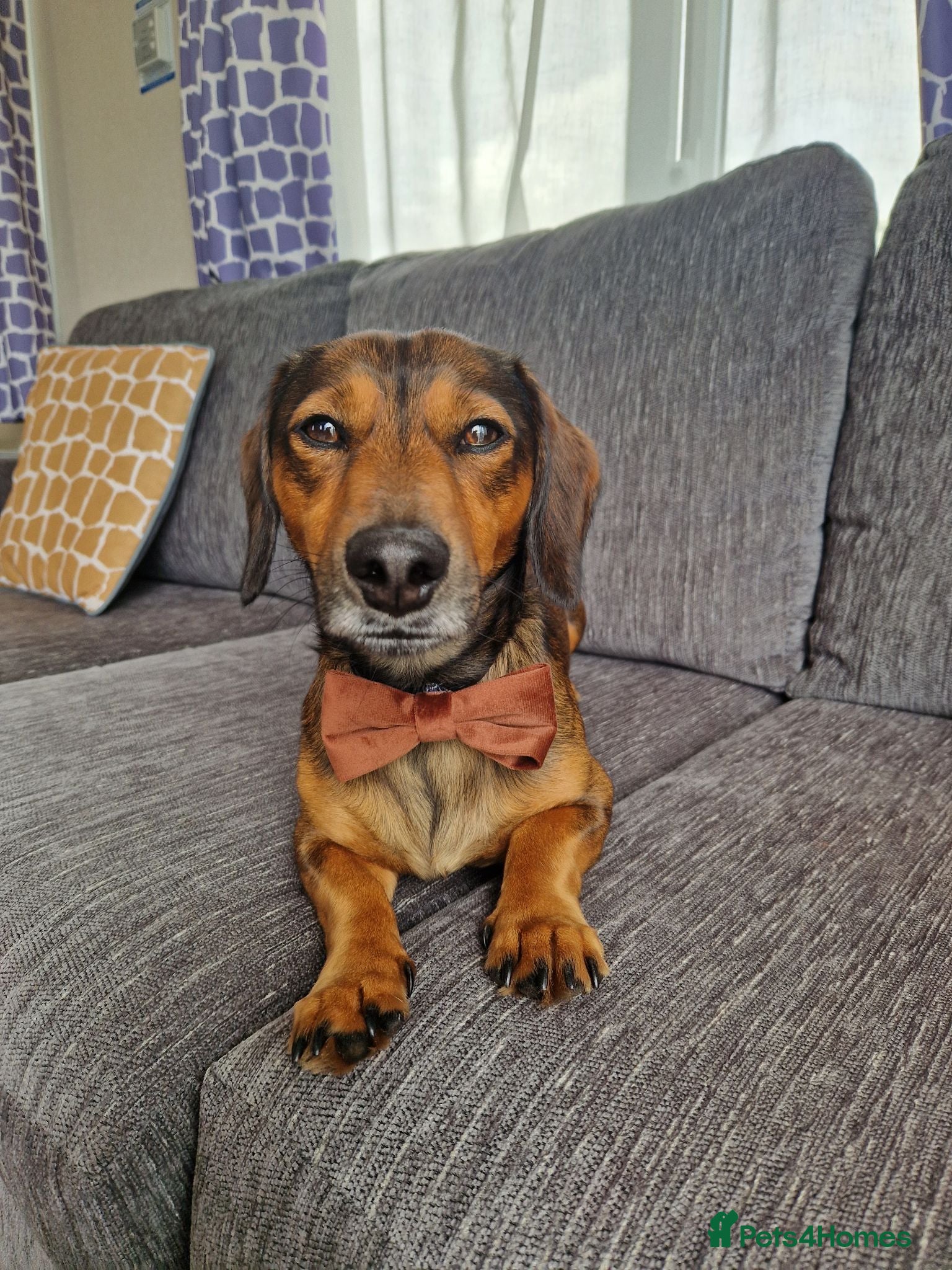 Jackshund dogs Albie - Advert 3