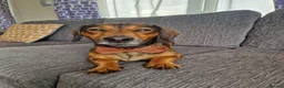 Jackshund dogs for sale: Albie - Advert 1