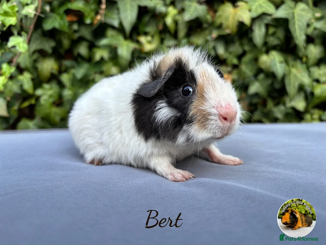 Guinea Pig rodents for sale: Gorgeous baby Teddies  - Advert 2
