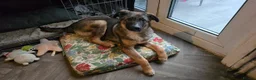 Mixed Breed dogs for adoption: Cute Colby for Adoption!  - Advert 15