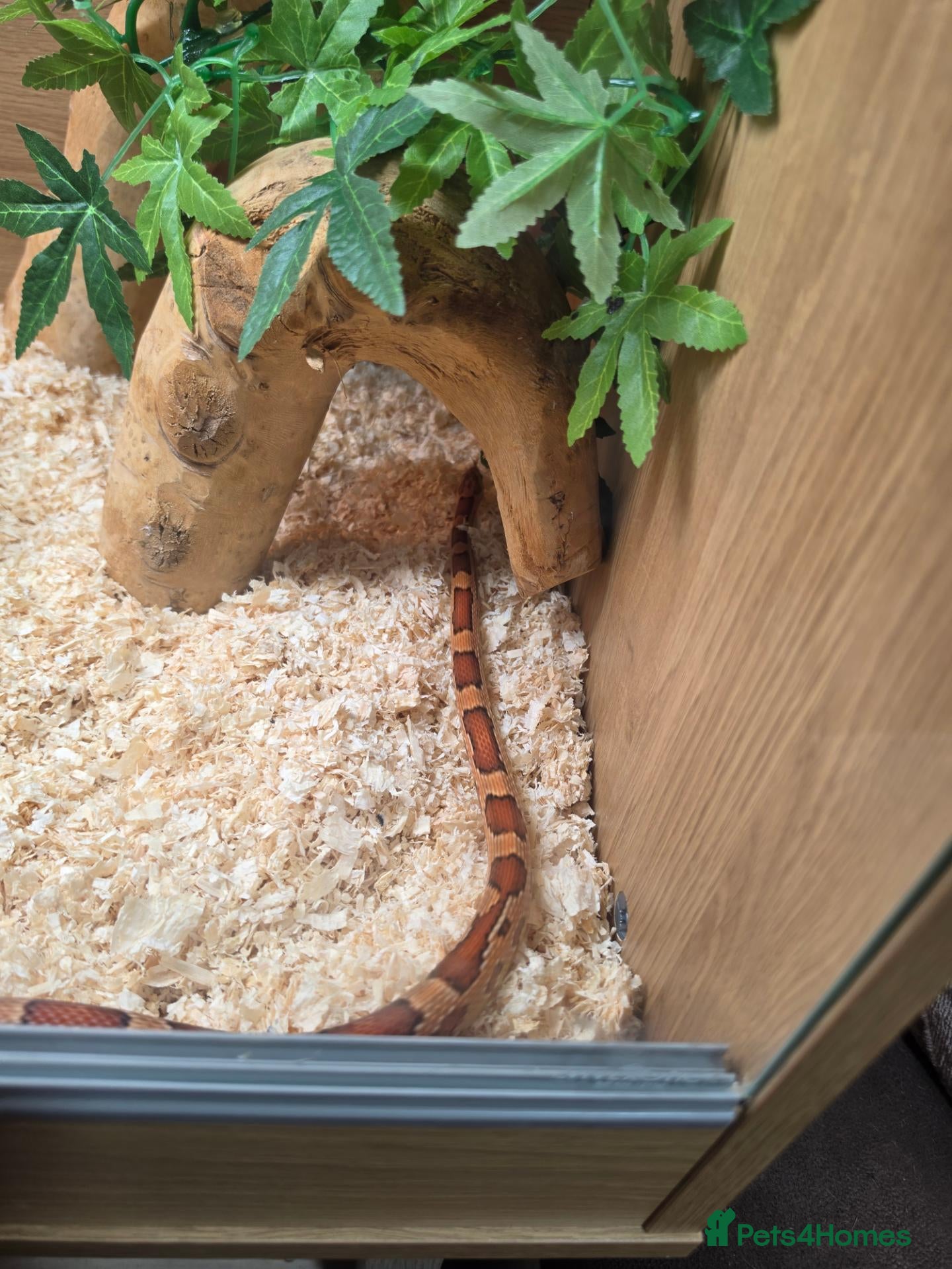Corn Snake reptiles 2 cornsnakes full setup  - Advert 2