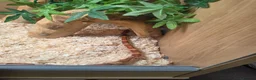 Corn Snake reptiles for sale: 2 cornsnakes full setup  in Ashton-under-Lyne - Advert 2