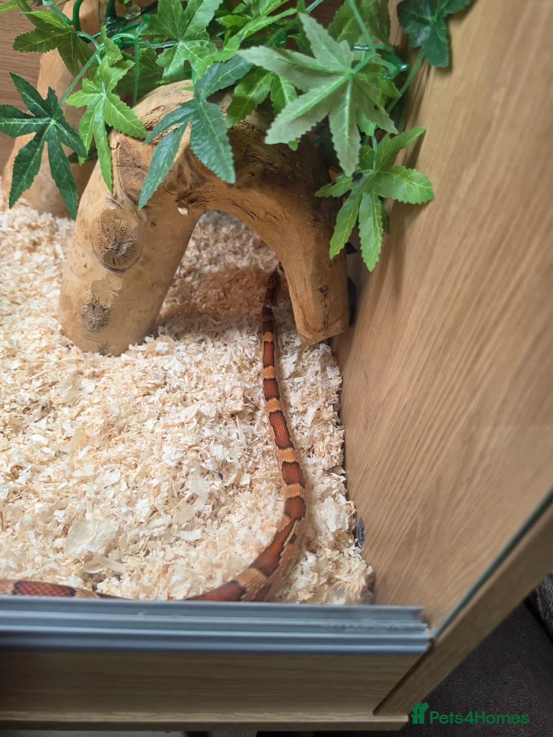 Corn Snake reptiles for sale: 2 cornsnakes full setup  in Ashton-under-Lyne - Advert 2