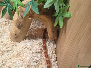 Corn Snake reptiles 2 cornsnakes full setup - Advert 2