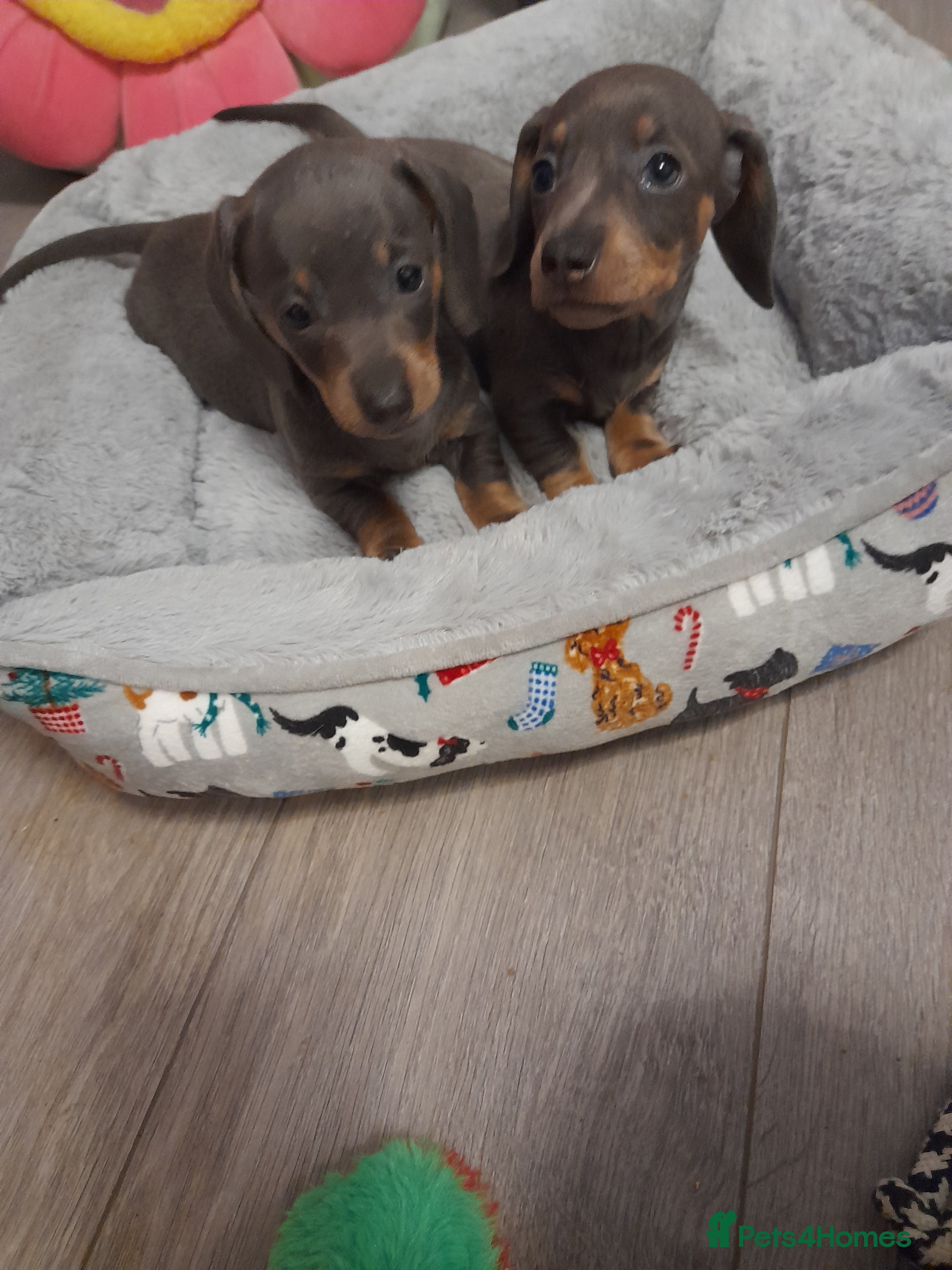 Miniature Dachshund dogs  **  2 blue and tan girls  **   - Advert 5