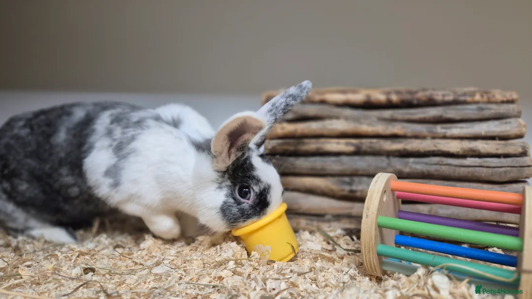 Mixed Breed rabbits for sale: Millie Vaccinated & Spayed - Advert 2