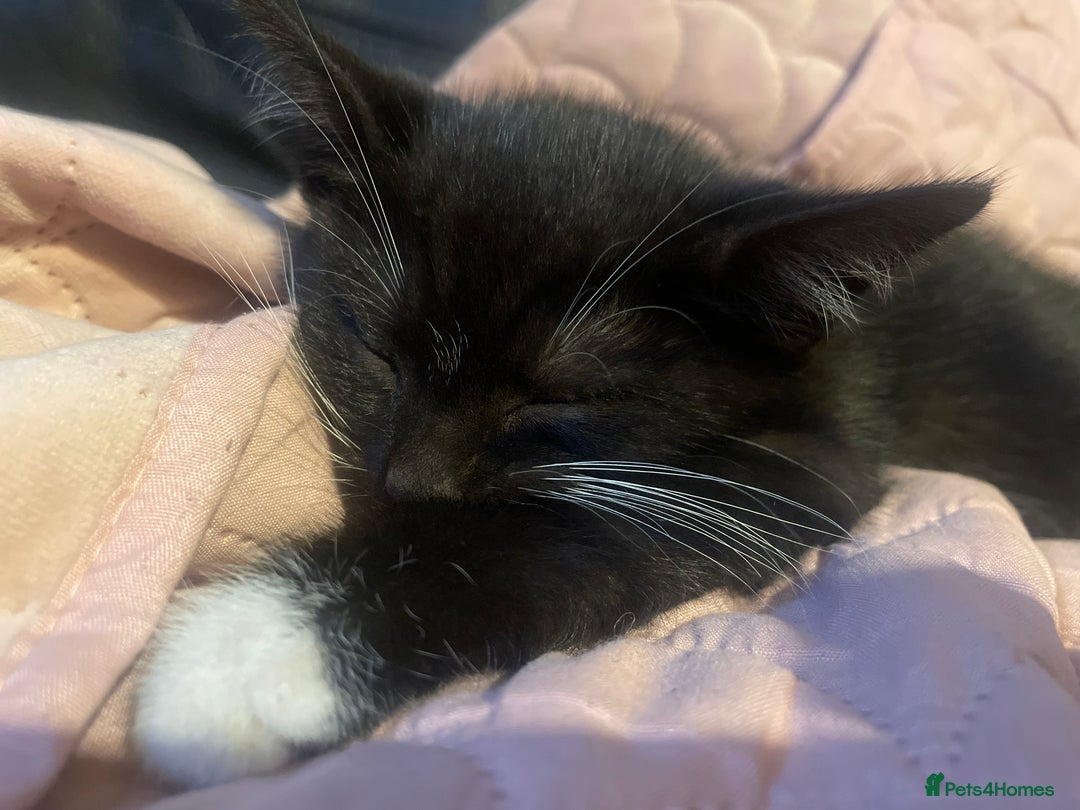 Bengal cats for sale: Pair of part bengal Tuxedo Kittens  - Image 13