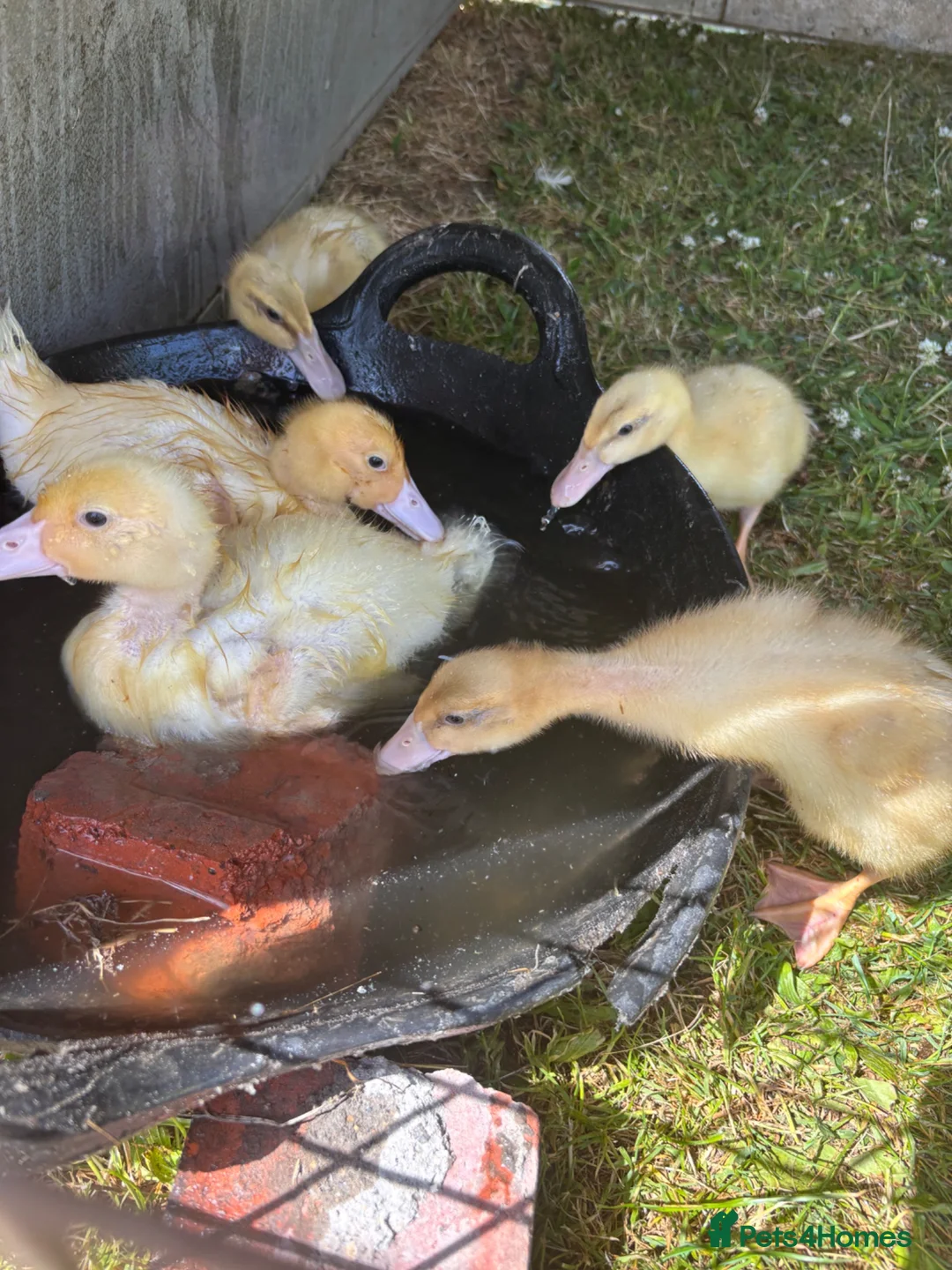 Ducks poultry for sale: Show quality saxony ducklings  - Advert 2