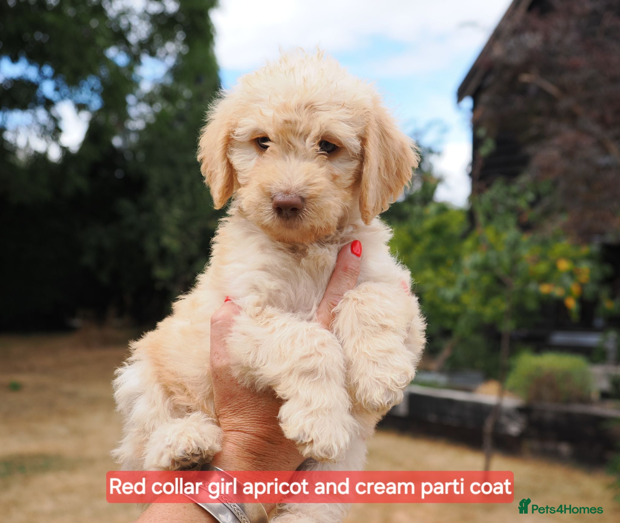 Labradoodle dogs Labradoodles Mini/Midi Puppies Multi Gen 7 weeks!  - Advert 2
