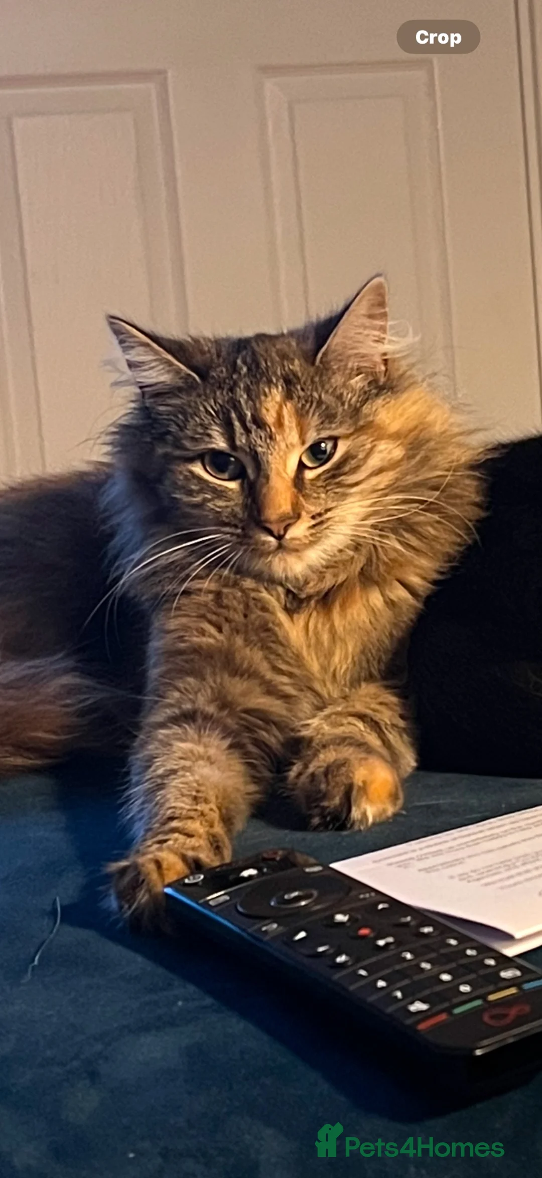 Mixed Breed cats for sale: Two cats for rehoming - Advert 8