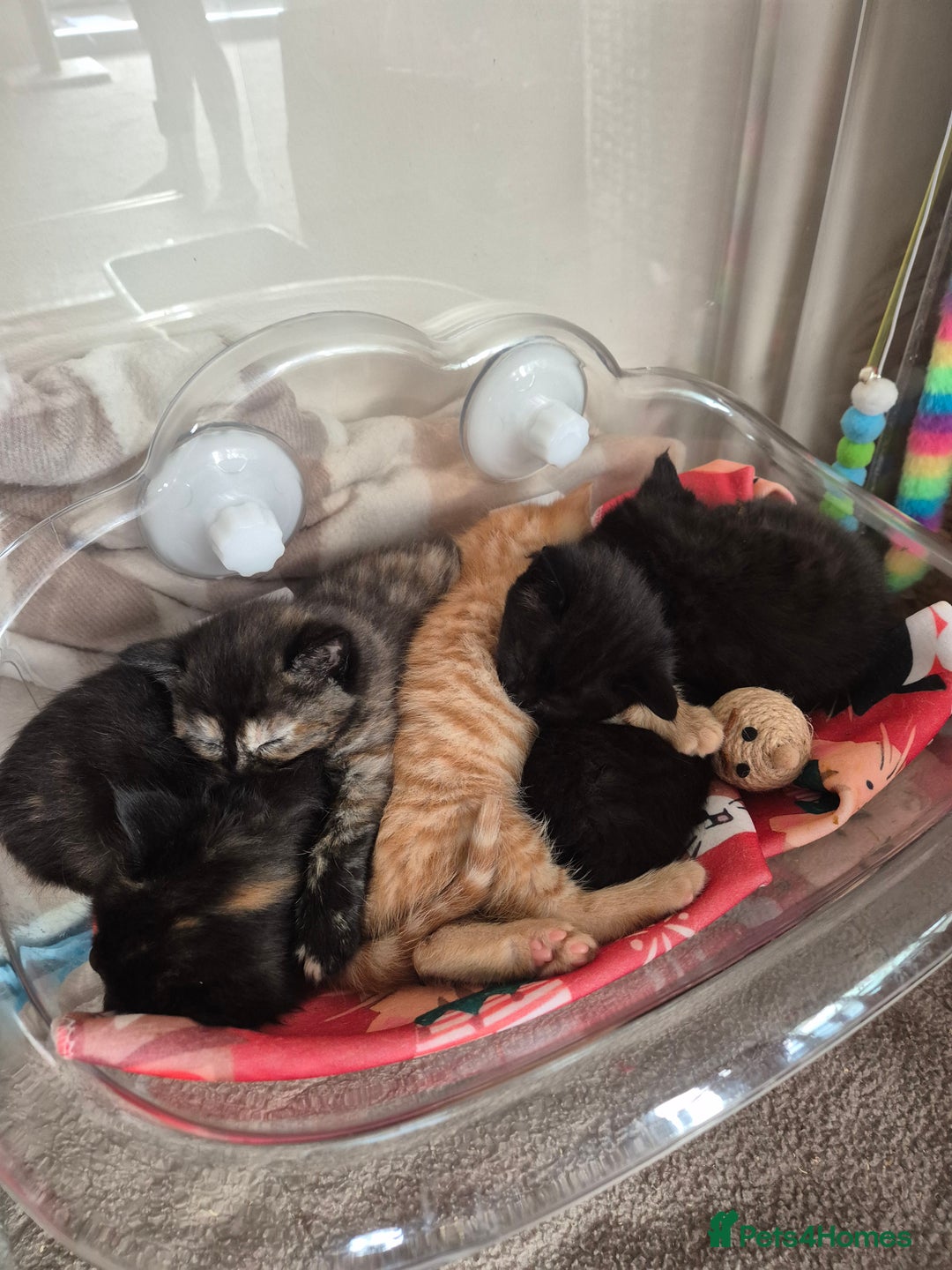 Mixed Breed cats for sale: 😺 VERY FRIENDLY KITTENS 😺 - Advert 26