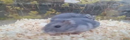 Hamster rodents for sale:  Beautiful baby winter white russian hamsters - Advert 11