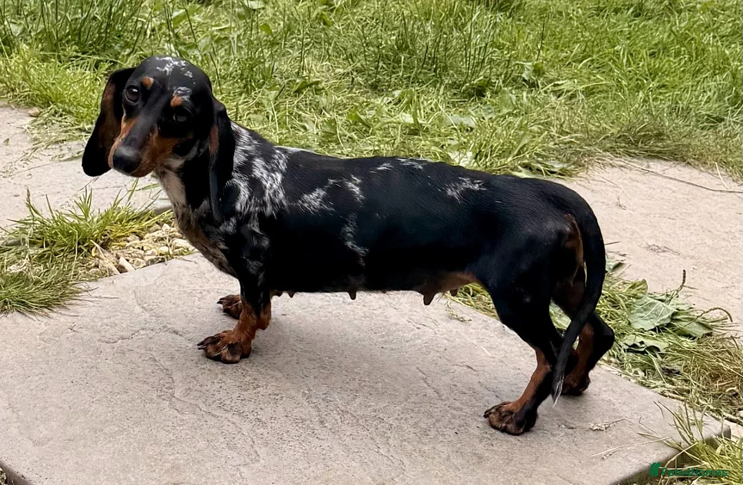 Miniature Dachshund dogs for adoption: 🐾 LARA – Female Miniature Dachshund 🐾 - Advert 7