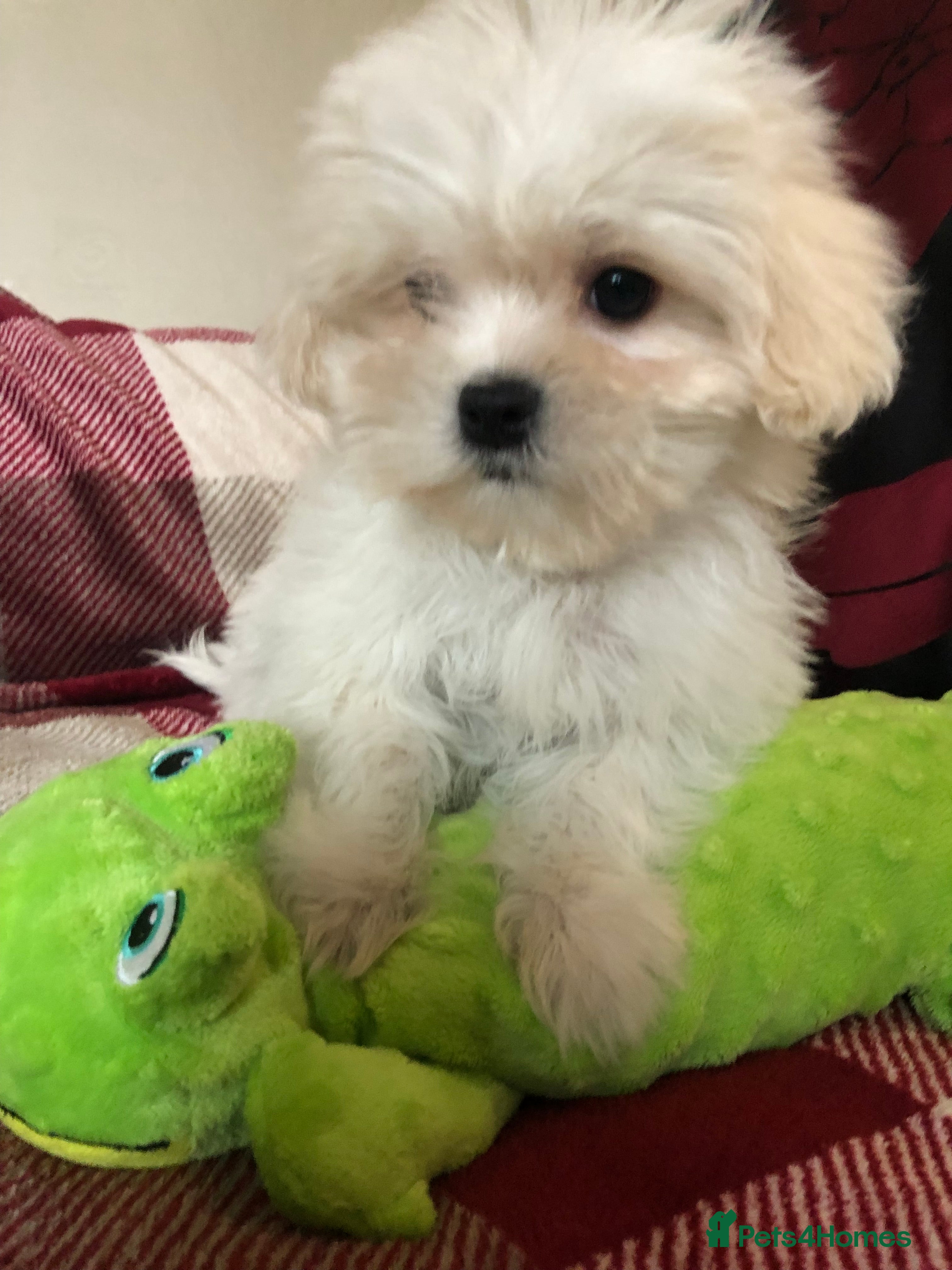 Malshi dogs shihtzu x maltese puppies for sale - Advert 5
