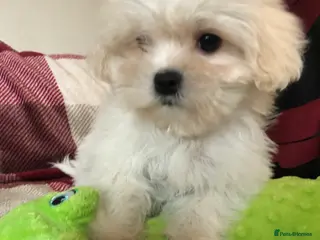 Malshi dogs shihtzu x maltese puppies for sale - Advert 5