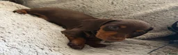 Dachshund dogs for sale: Beautiful Dachshund puppies  - Advert 10