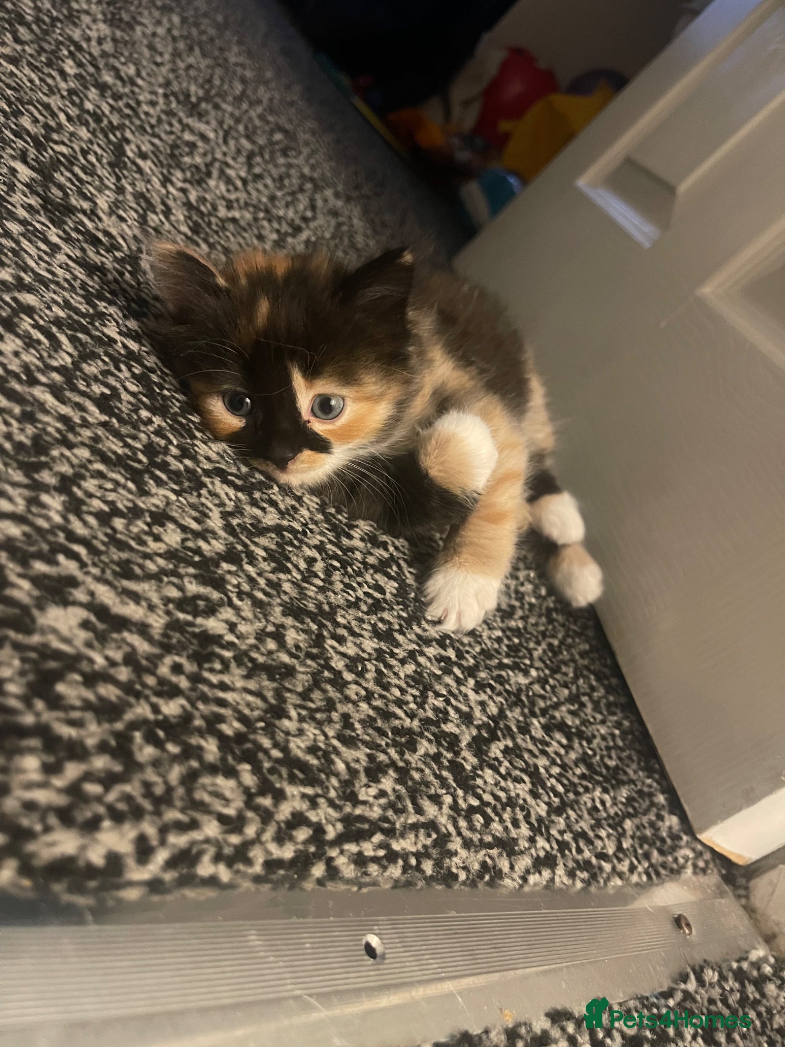 Mixed Breed cats 1/4 BSH kittens  - Advert 2