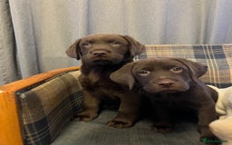 Labrador Retriever dogs for sale: Labrador Retriever puppies - Image 22