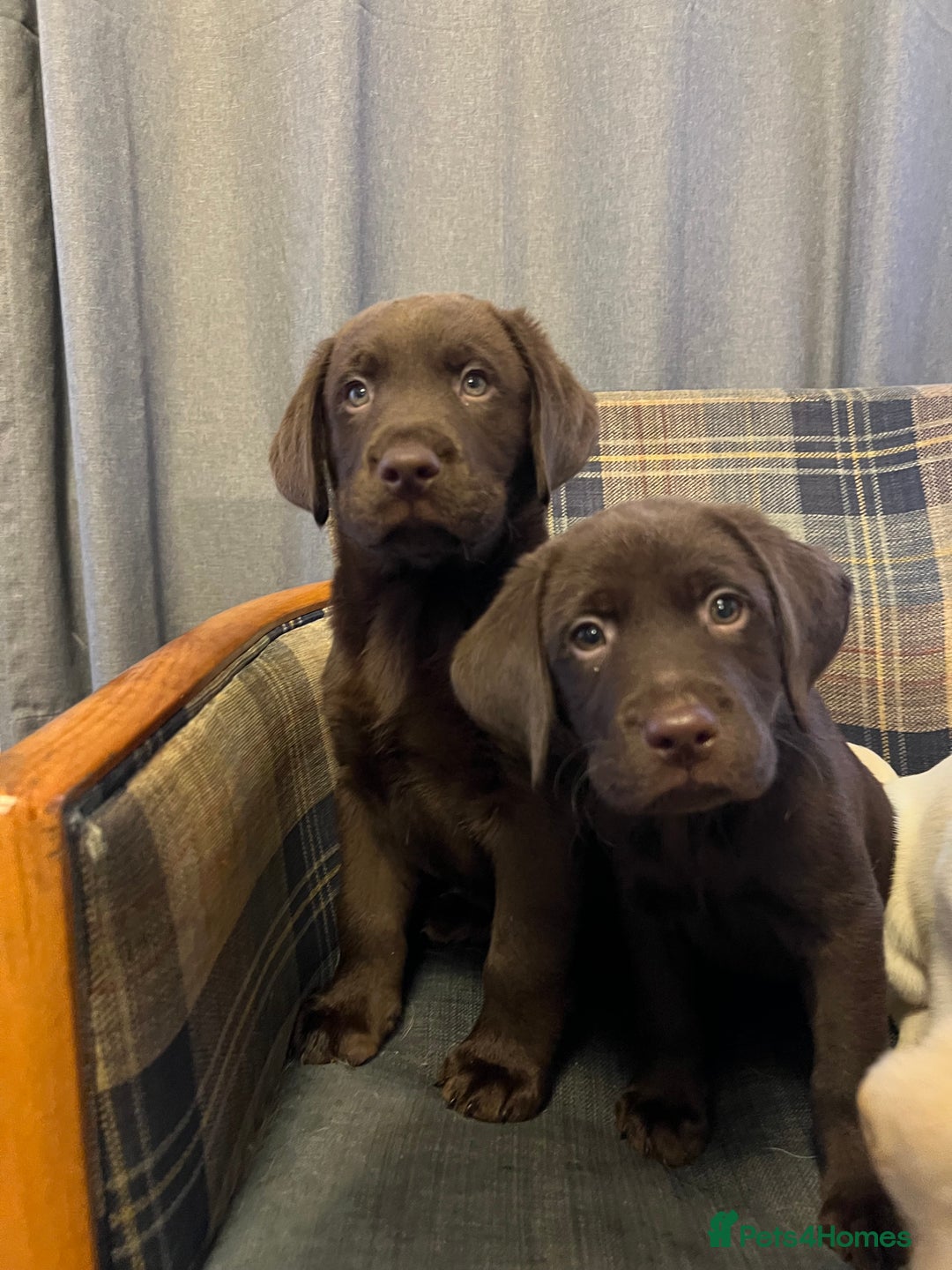 Labrador Retriever dogs for sale: Labrador Retriever puppies - Image 22