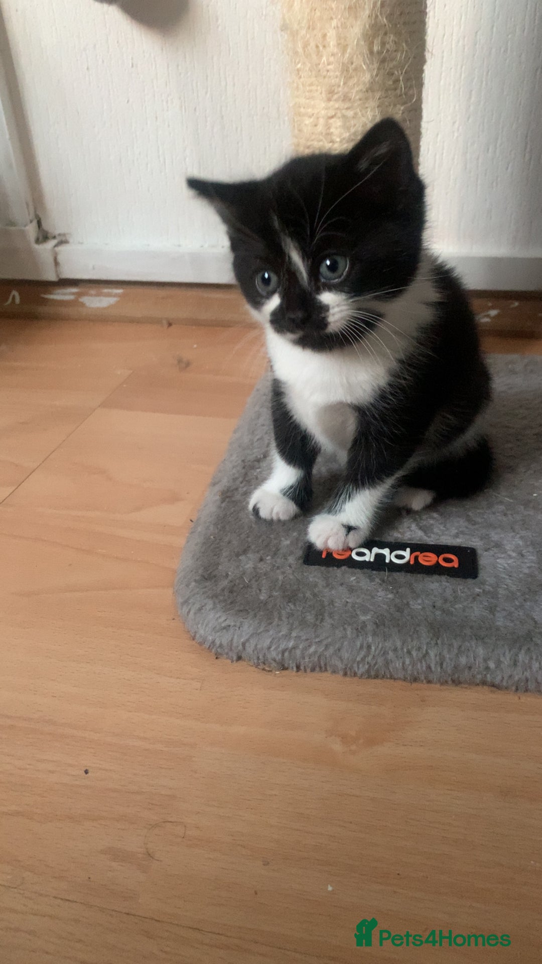 British Shorthair cats for sale: Black and white kittens ready for a new home - Image 3
