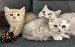 British Shorthair cats for sale: 1 BSH colour point & 4 rainbow BSH Chinchillas - Image 4