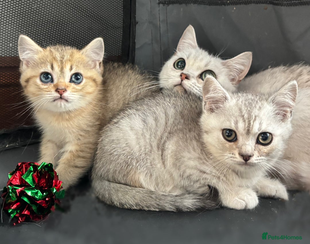 British Shorthair cats for sale: 1 BSH colour point & 4 rainbow BSH Chinchillas - Image 4