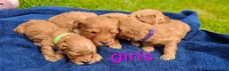 Cockapoo dogs for sale: First class cockerpoo puppies  - Advert 2