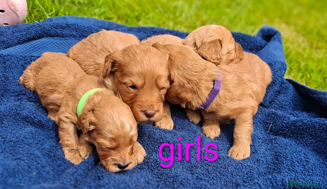 Cockapoo dogs for sale: First class cockerpoo puppies  - Advert 2