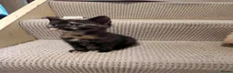 Mixed Breed cats for sale: 6 gorgeous kittens  - Advert 9