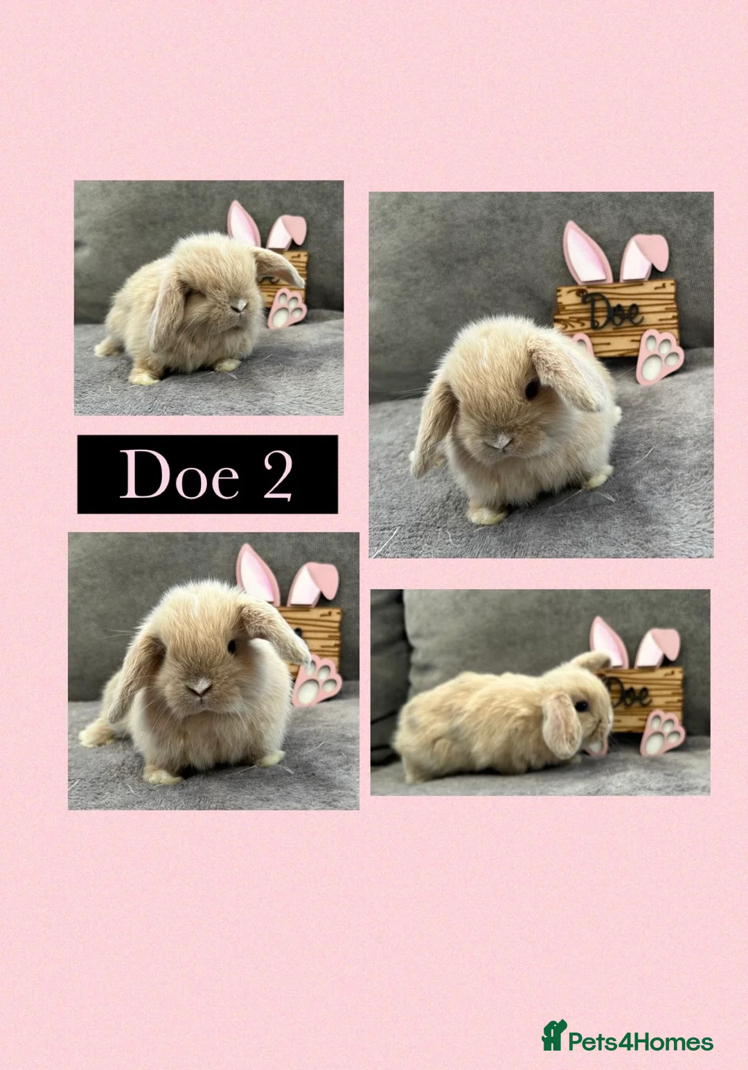 Mini Lop rabbits for sale: Pure Bred Mini Lops - Advert 1