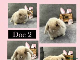 Mini Lop rabbits Pure Bred Mini Lops - Advert 1