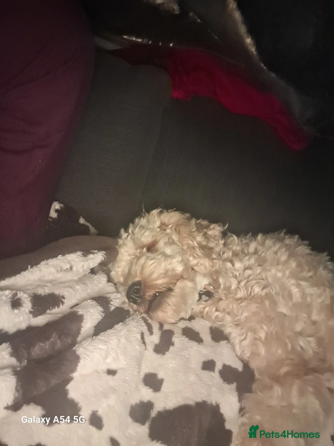 Cockapoo dogs for stud: F1 Cockapoo Stud (Unproven) - Advert 4