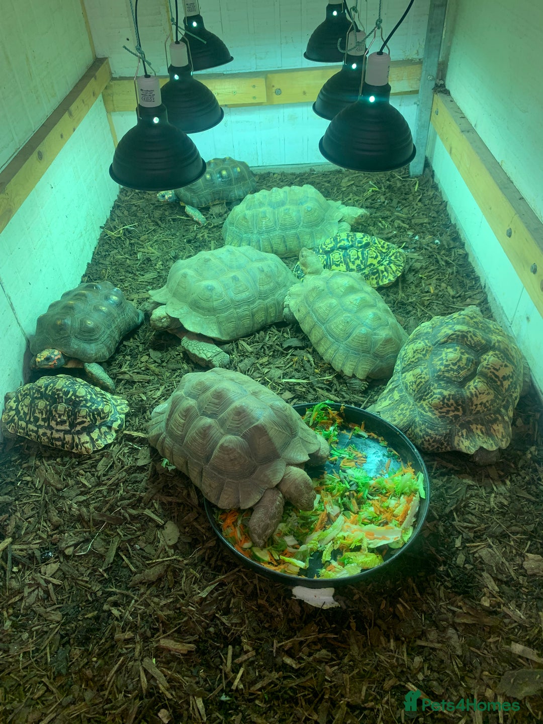 Tortoise reptiles for sale: Looking For Tortoises  - Advert 2