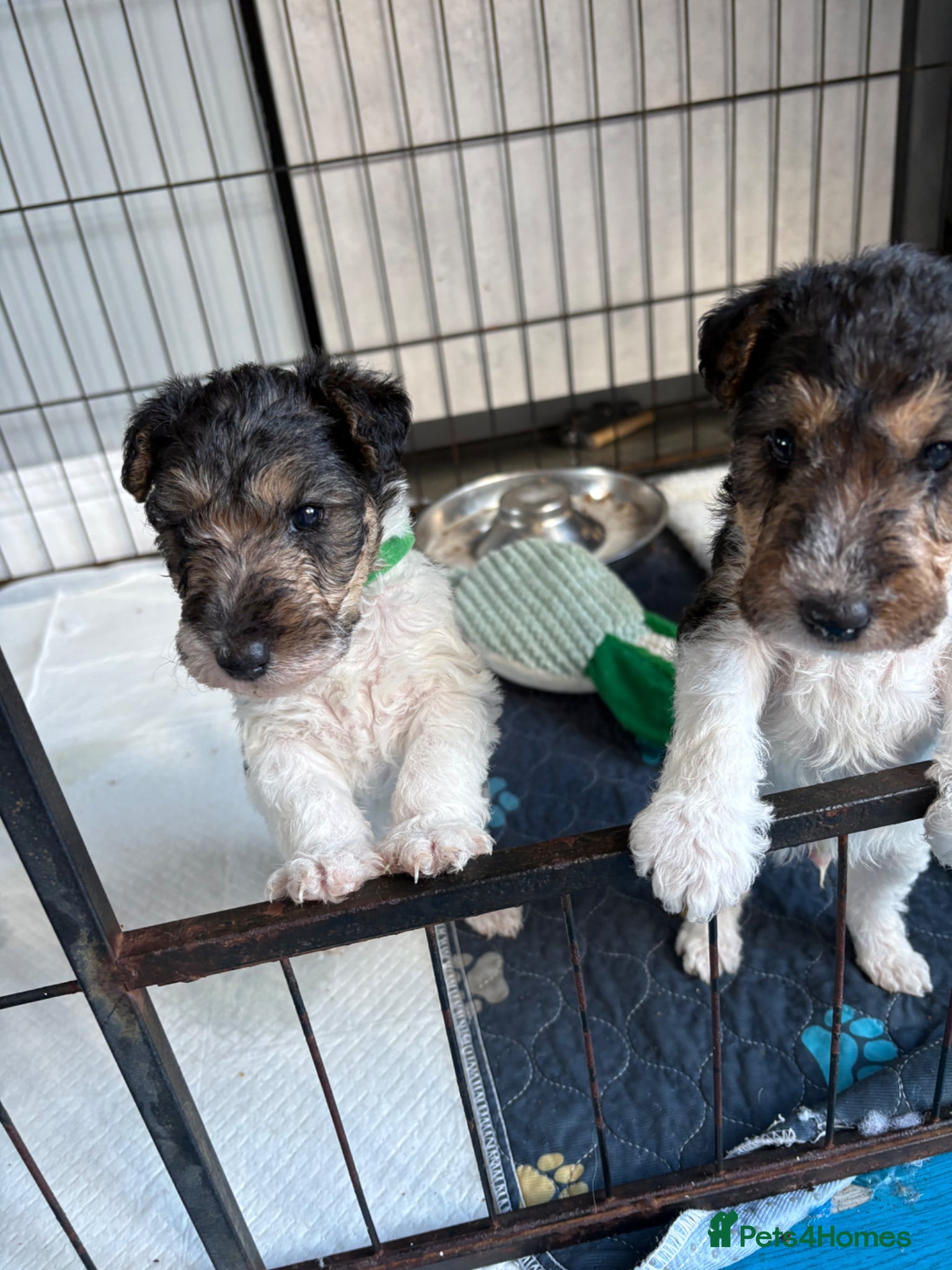 Fox Terrier dogs Wire haired fox terrier - Advert 2