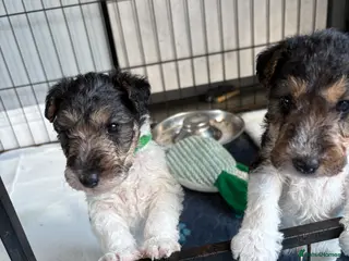 Fox Terrier dogs Wire haired fox terrier - Advert 2
