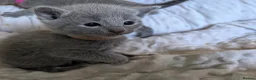 Russian Blue cats for sale: Stunning Russian Blue Kittens–Pedigree&TICA Reg - Advert 3