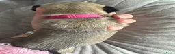 Pug dogs for sale: Kc registered pug puppies  in Plymouth - Advert 8